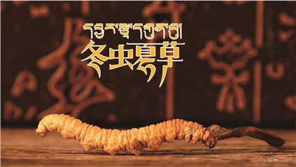 那曲新鮮冬蟲夏草什么時(shí)候采挖？